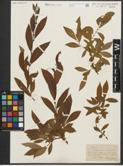 Foto von Salix purpurea L. x Salix silesiaca Willd.